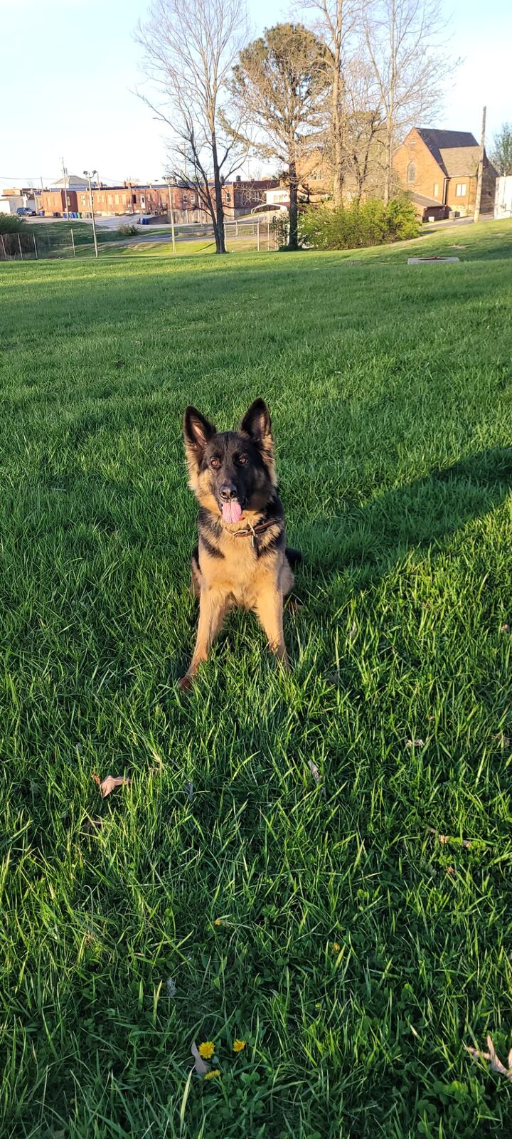 German Shepherd outdoors at The Clever Dog Company