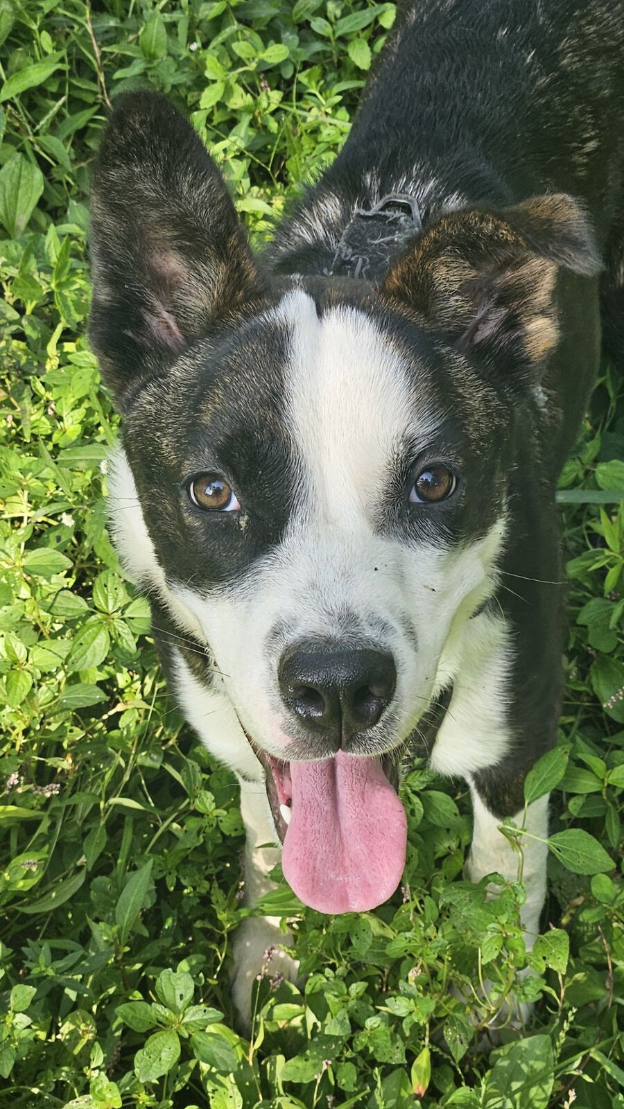 Happy dog close up