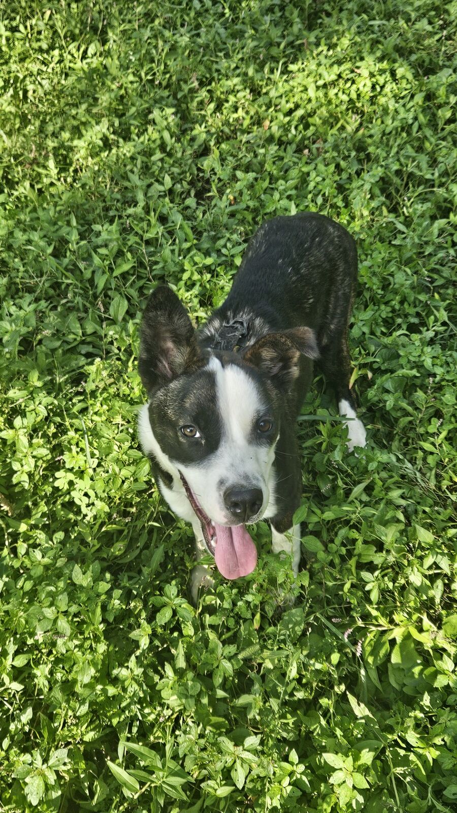 Dog playing in the grass