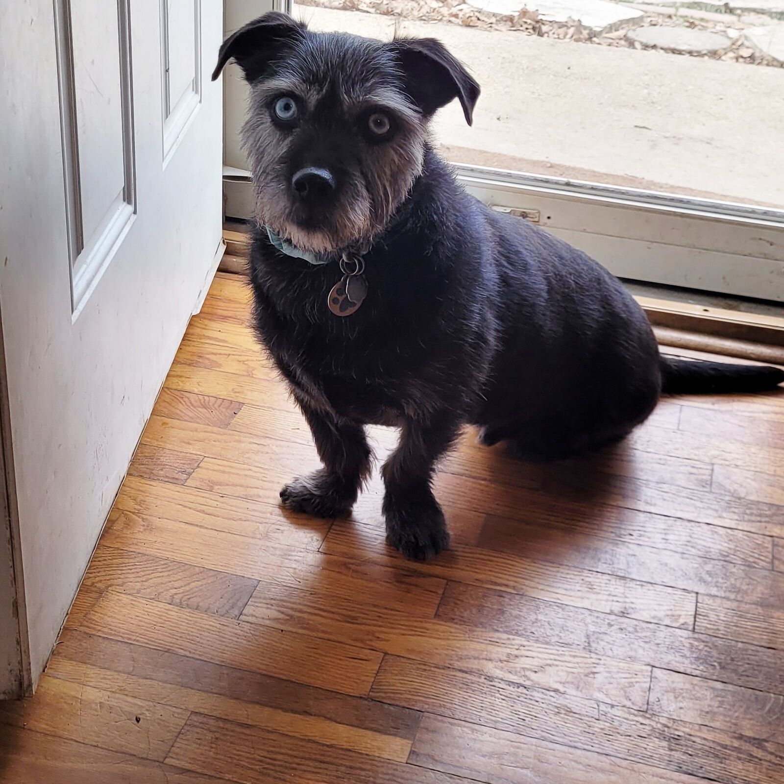 Small dog at the front door