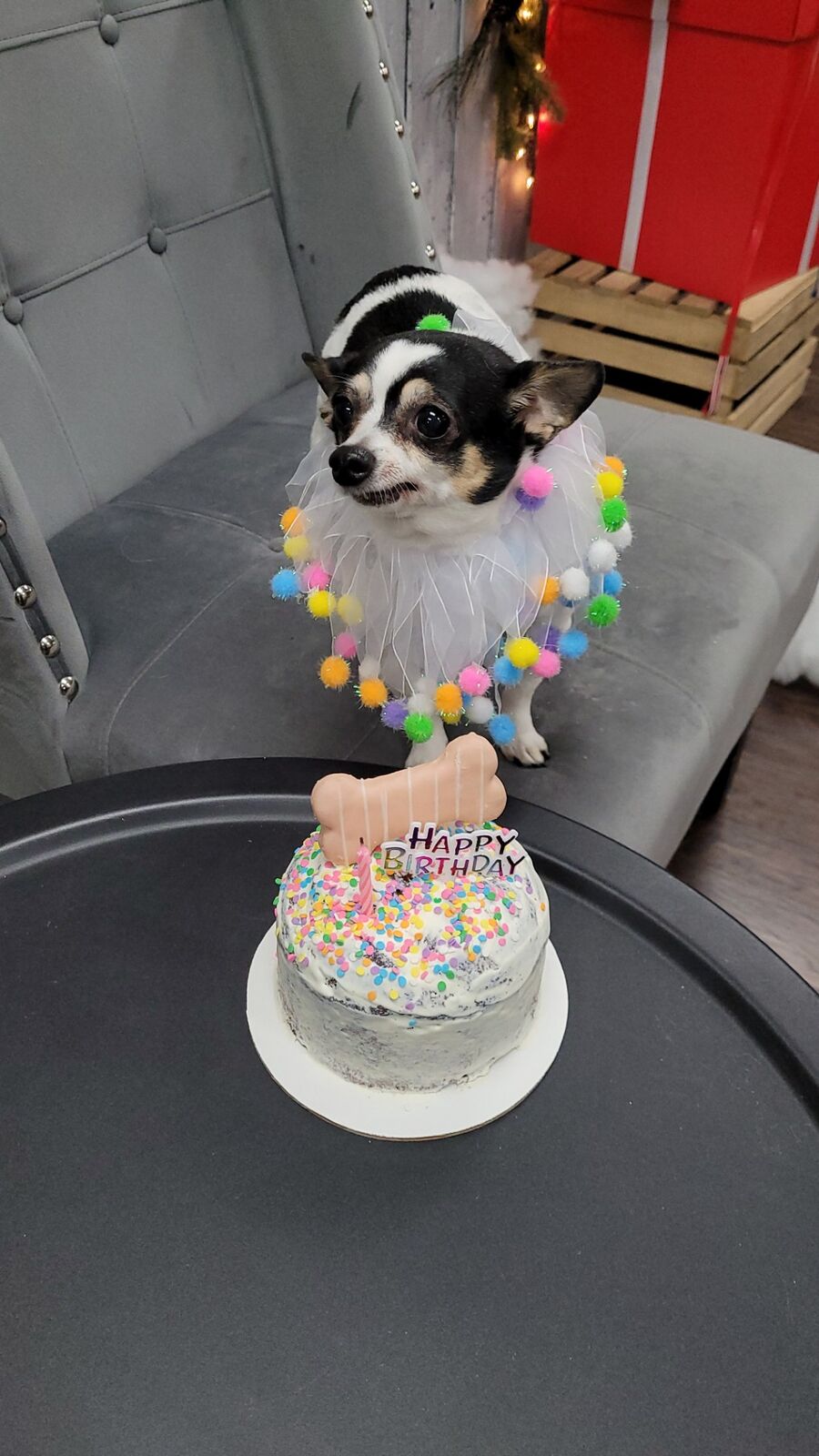 Small dog celebrating a birthday