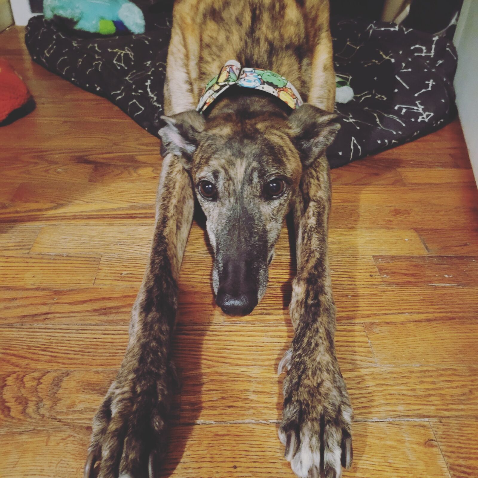 Dog relaxing indoors