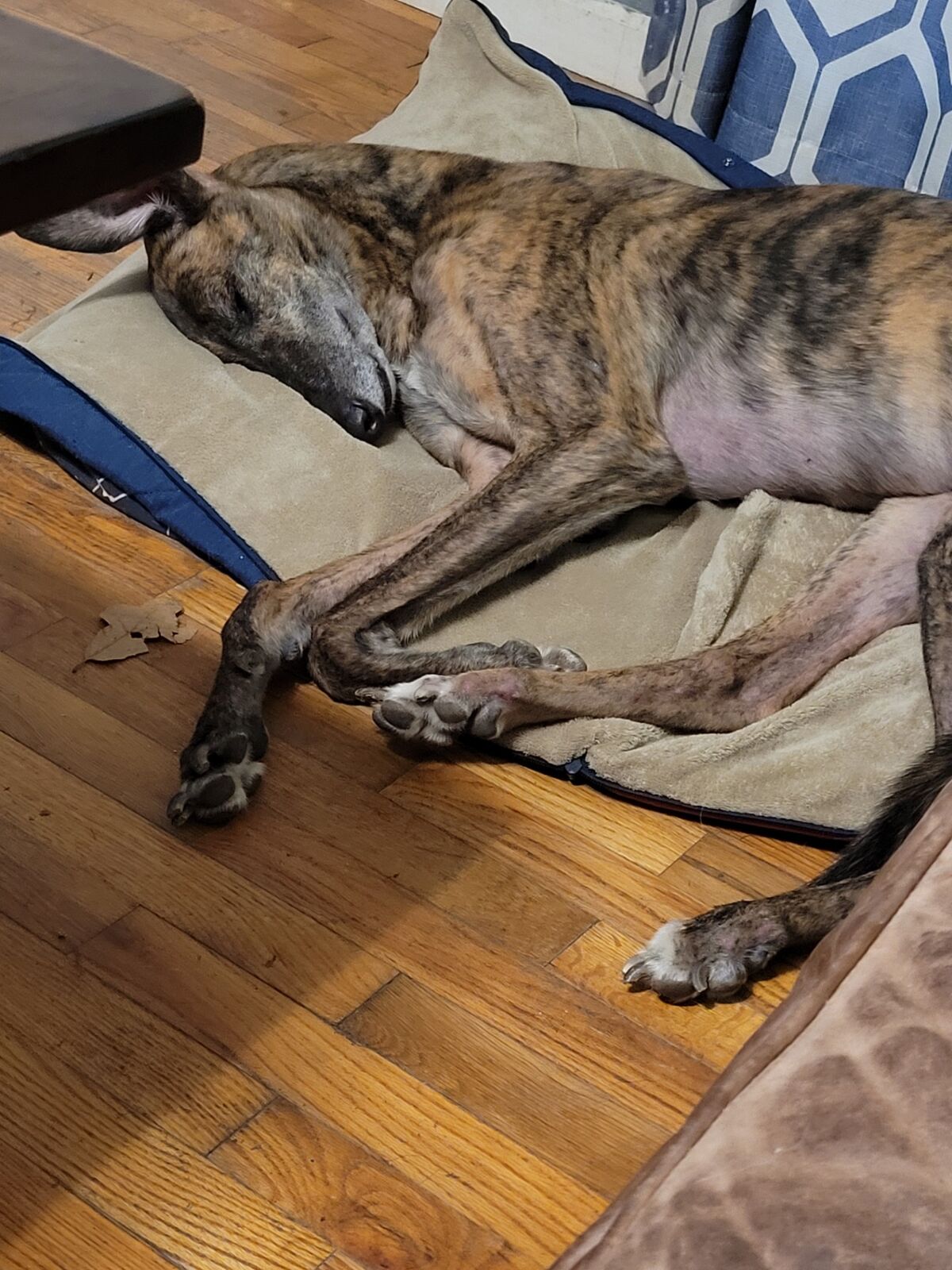 Dog resting comfortably