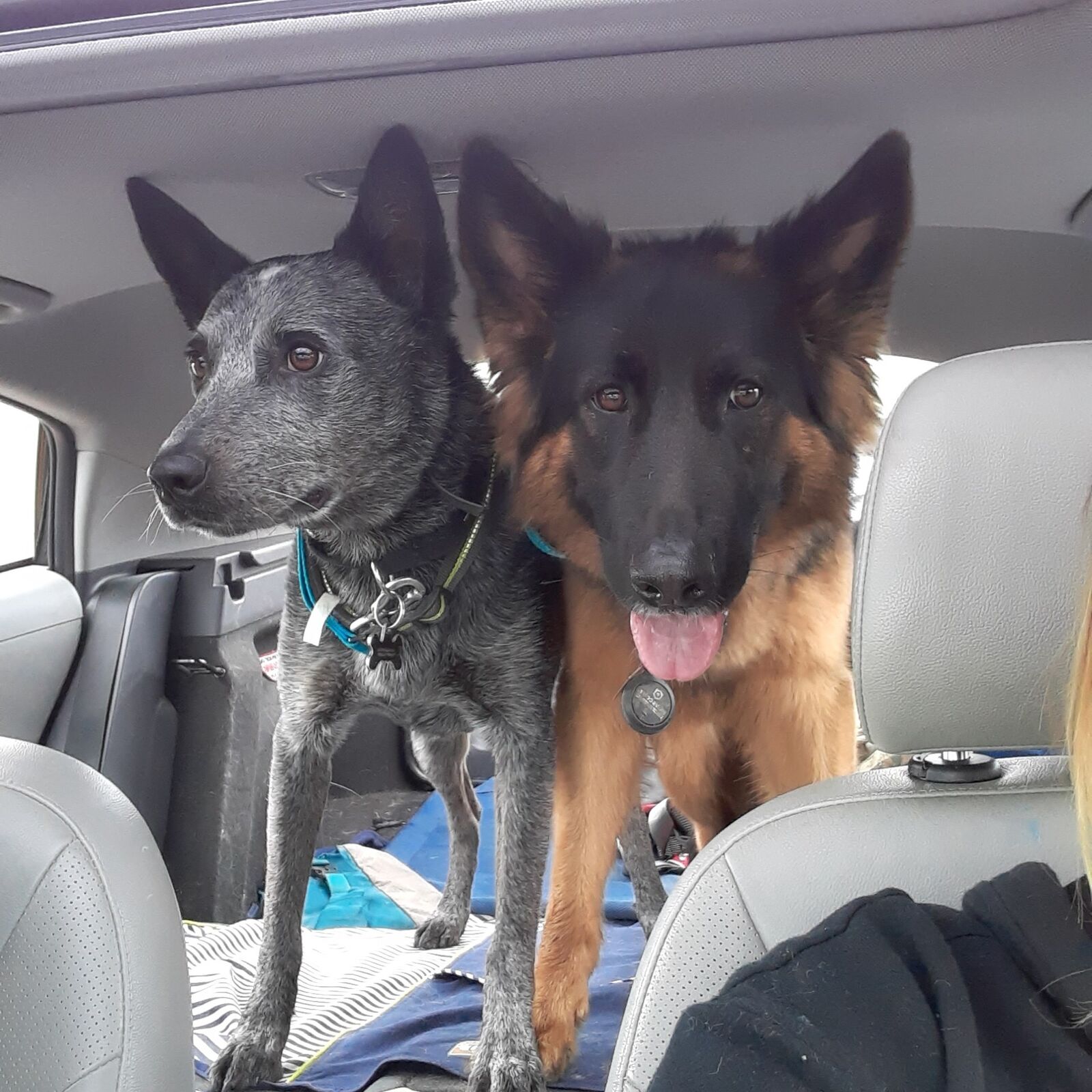 Dogs riding along with The Clever Dog Company
