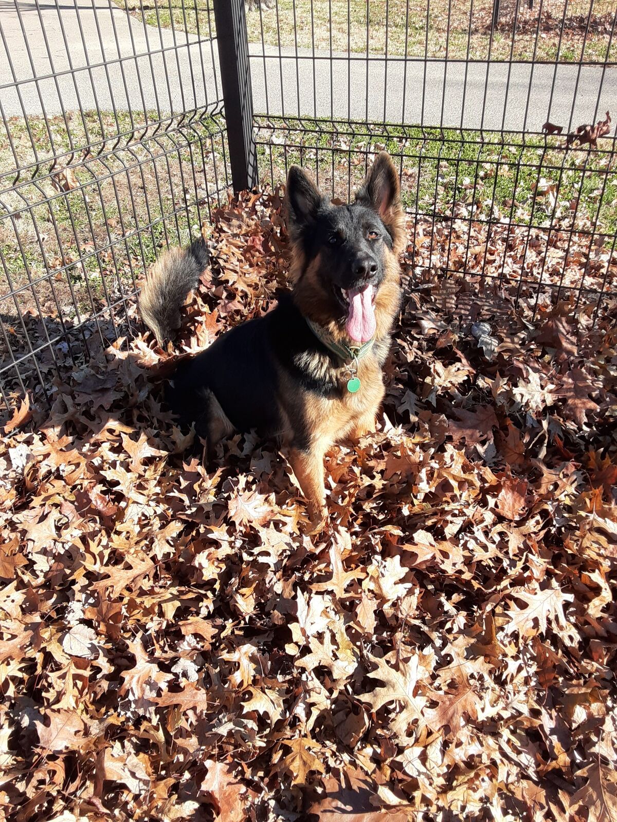 German Shepherd enjoying the outdoors with The Clever Dog Company